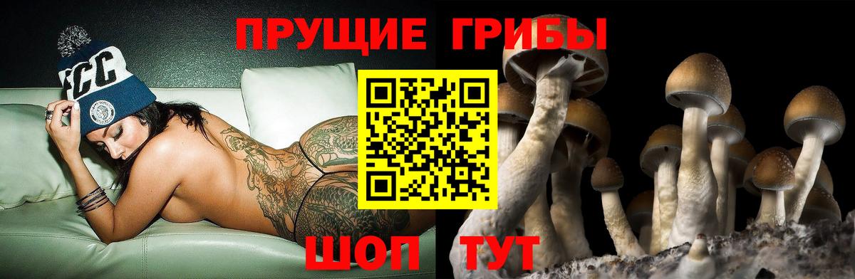 Псилоцибиновые грибы Cubensis  Вход с VPN  Бийск  Галлюциногенные грибы прущие грибы 